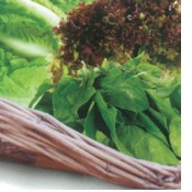 COMBO - FRENCH SALAD